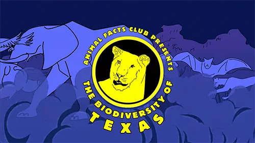 Still photo from Rachel Bardin's ANIMAL FACTS CLUB PRESENTS